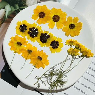 Dried Snake-Eye Chrysanthemum Flower Pressed Petals Makeup Golden Chrysanthemum Stickers Pressed Flower DIY Craft Kit Plant Specimen Real Flowers
