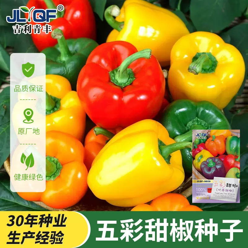 五彩甜椒种子大果高产不辣水果辣椒春秋四季阳台庭院盆栽蔬菜种籽