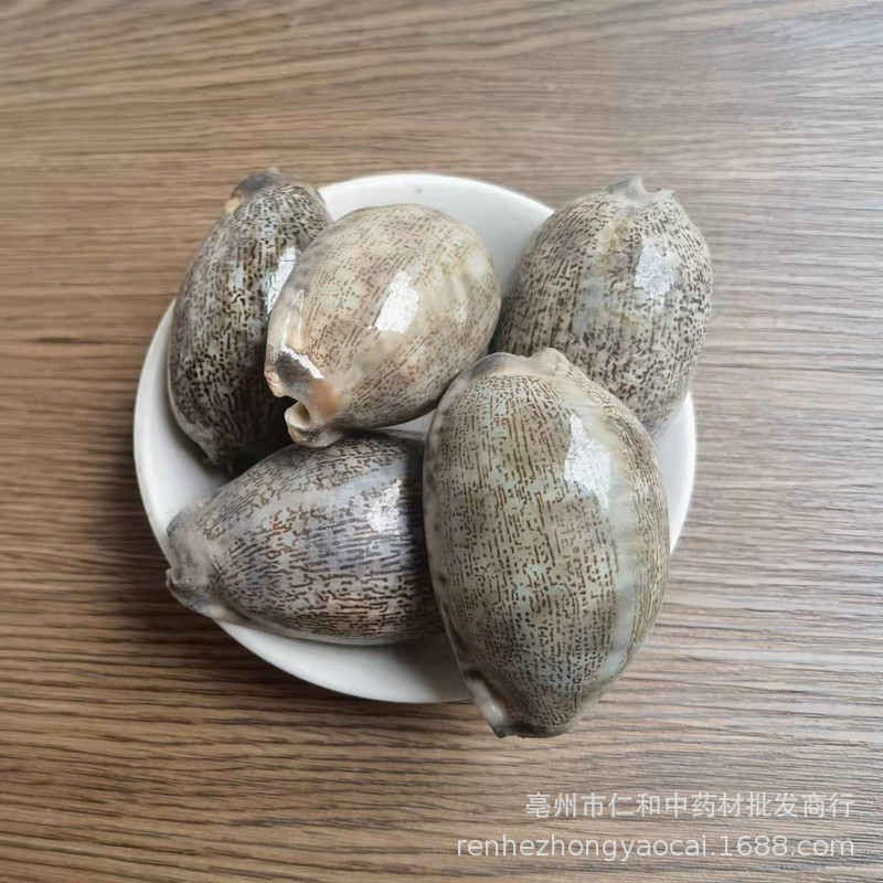 Purple Cowrie Shell Zi Bei Chi Dried Mineral Herb Traditional TCM Ingredient specifications