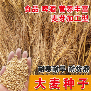 High-Quality Barley Seeds, New Barley Grass Seeds, Grain Seeds, Wheat Seeds, High-Yield Field Seeds, Resistant to Lodging and Drought, Suitable for Juicing