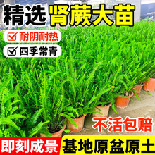 �Iާ�������Iާ��Źǲ��҃����^�~ֲ��ͥԺ���Rާ��̨�쾰