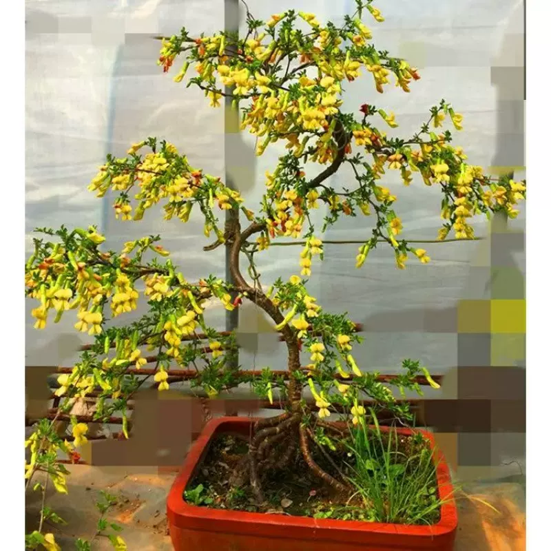 金雀花树苗黄金雀盆景老桩阳台盆栽花卉正宗云南新鲜阳雀花根