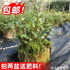大木桩苗、雁荡山産の鉄皮石斛木桩苗、盆栽卸売、大量注文の場合優遇、漢方薬用石斛苗