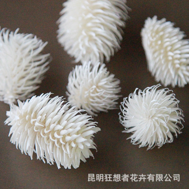 Nón tuyết tùng trắng (20g, khoảng 10 cái)