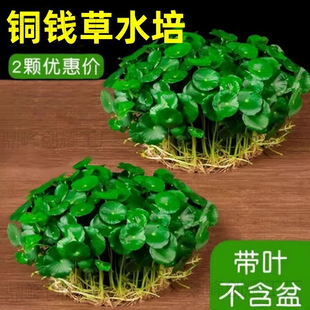 �~�X������ˮ��ֲ���҃��̨�~��ˮ�B���~���X�ݸ�ѿ���B���ܾGֲ