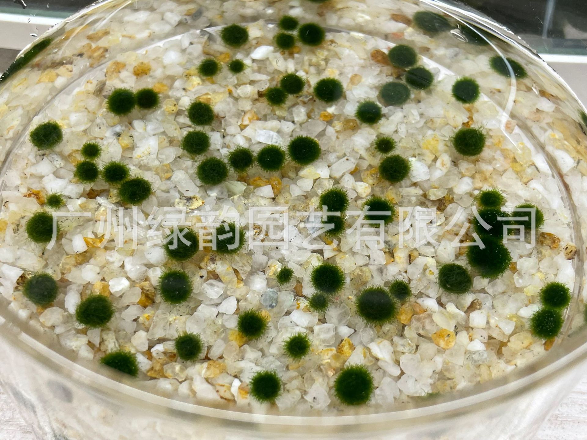 9898c97d7a24a85a5cfd019933d891