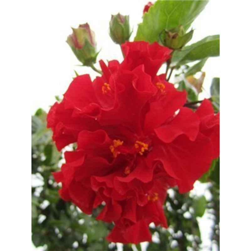 大花重瓣扶桑花苗带花苞发货重瓣木槿朱槿牡丹花四季开花绿植盆栽