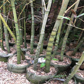 竹子苗庭院四季常青植物耐寒室内盆栽观音竹刚竹紫竹盆栽竹子批发