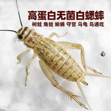 蛐蛐 蟋蟀活物 白蛐蛐 饲料 鱼鸟爬虫鸟食马蜂活食包邮包活