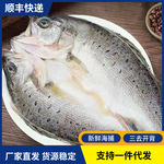 新鲜冷冻开背鲈鱼海捕速冻七星鲈鱼烤鱼半成品商用海鲜水产批发