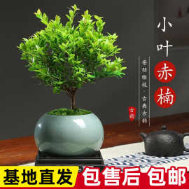 正宗小叶赤楠金丝楠盆栽树苗室内办公室绿植小叶紫檀盆景桌面植物