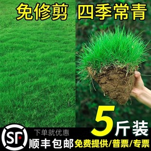 Grass Seeds, Lawn Seeds, All-Season Green, Cold-Resistant and Drought-Tolerant Slope Protection, Manila Dog Tooth, Green Grass, Courtyard Grass Seeds