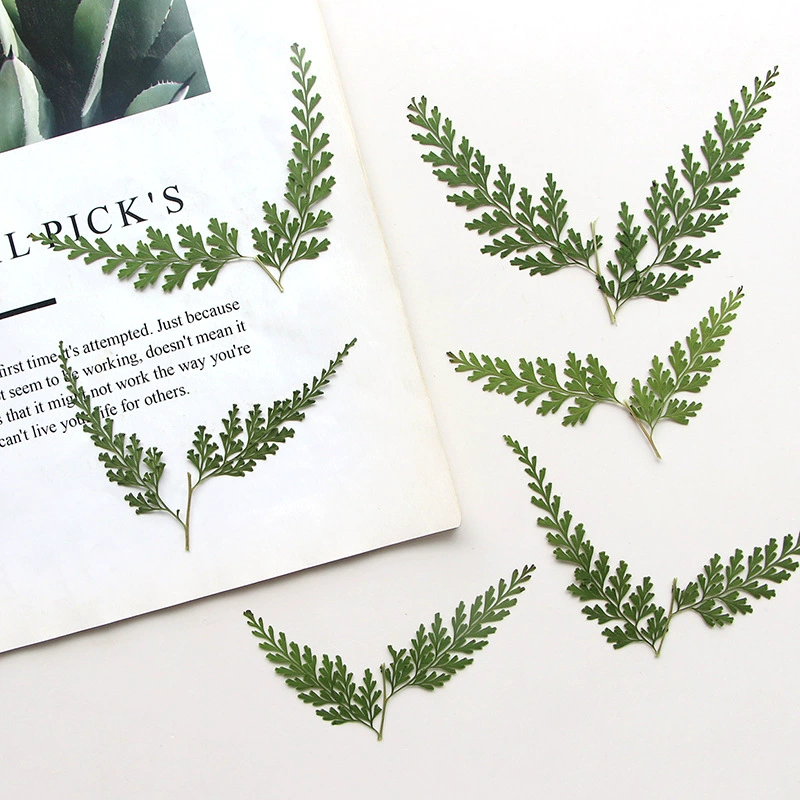 Черная ветка папоротника сушеный цветок тисненый лист Закладка падение клея фоторамка настоящий лист растения образец картины DIY ручной работы материал пакет