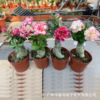 Base direct supply ｜ Direwn desert rose pot planting landscape four seasons flowering old piles room multi -color balcony flowers and green plants