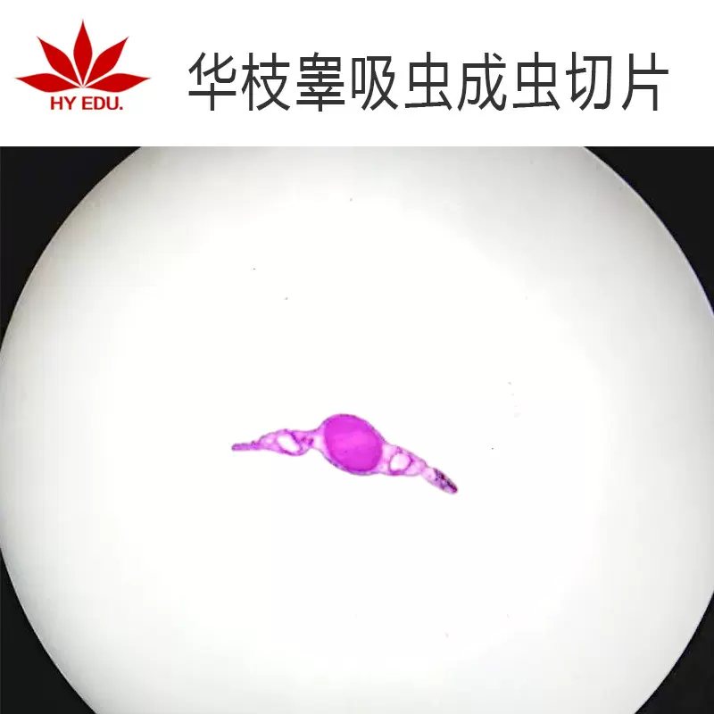 华枝睾吸虫成虫切片 教学实验显微镜观察标本生物玻片 成像清晰