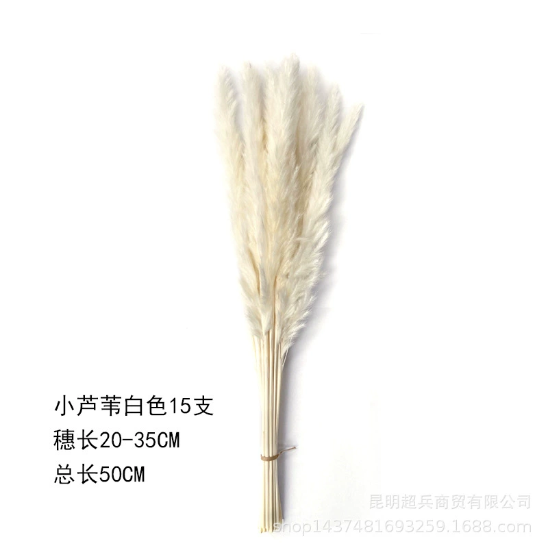 [50cm короткая коллекция Xiaofuchen] Маленький репа Xiaofuchen Panpas трава amazon внешняя торговля