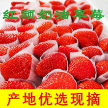 【顺丰快递】新鲜莓奶油莓红颜99大凉山露天莓黑金现摘现发