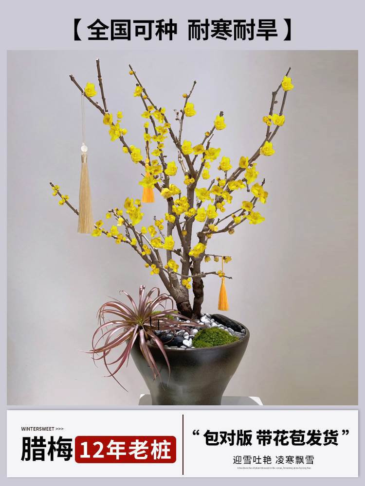 [향기로운 윈터스윗] 12년근 더미 [꽃이 많이 피고 나무 모양이 아름답다] (개화기에는 꽃이 피고 재발생하지 않음)