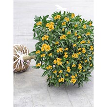 �ļ���𻨘�������ͥԺ���¹�������辰ֲ���҃�����Ի��ܴ��