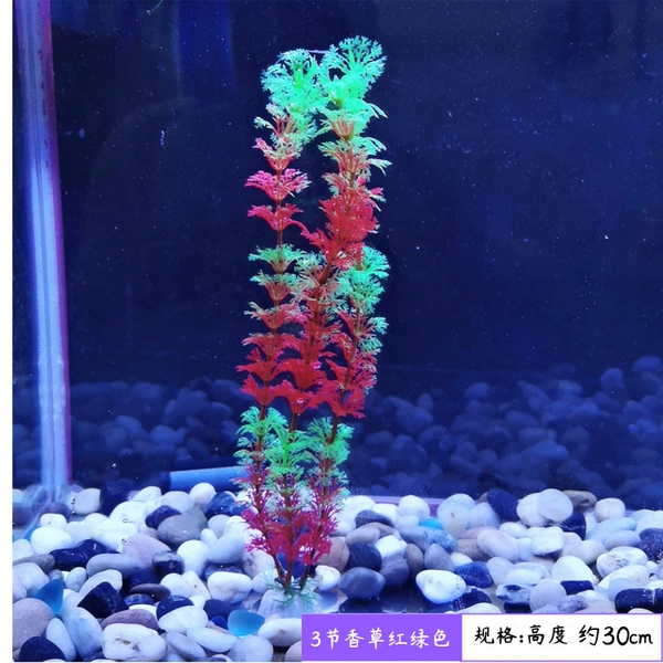 30cm red and green vanilla