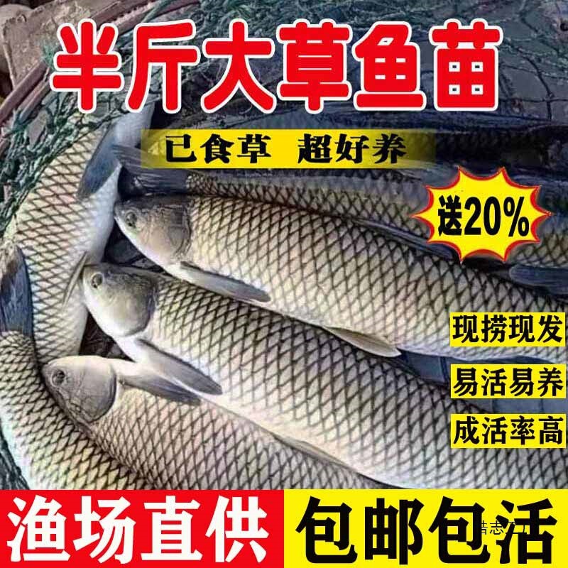 Carp Fry for Freshwater Farming, Edible, Half-Pound Extra-Large Carp Fry Wholesale, Mosquito-Eating Small Carp Live Fry, Carp Fry