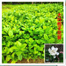 �d�ӻ�������~֦��С�玧������ȩ���Ԏ������ȩ�G�j����ȩ����