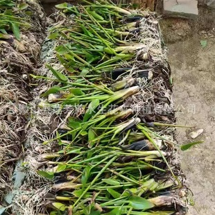 Perennial Barracuda Seedlings Undertake Purple Aquatic Plant Planting of Sea Longevity Flowers, Self-Produced and Sold