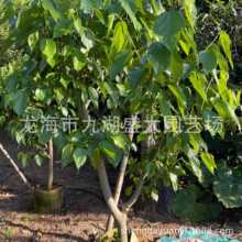 ���~ɏ�F �P����� ��۴�۷�ʯ��ɣ��ľ�ϰŽ������֗�÷ˮ����