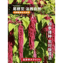 β���{�N���^�p�����˹������{�N���ļ��׷N�����L�ݏ�β���{����