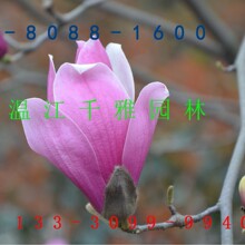 �t�����m �����m �Ĵ������m �ɶ��t���m ��ľ���l
