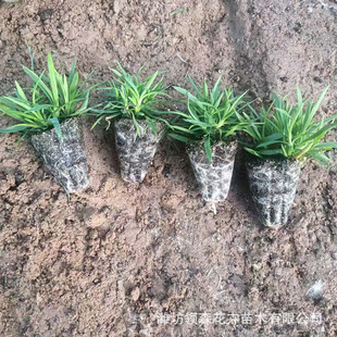 Ground Cover Cold-Resistant Grass Flower European Stone Bamboo Four-Season Perennial Flower Cultivation Base Wholesale Garden Park Greening