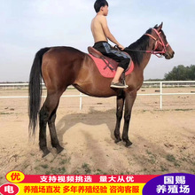 �������I�������R �ɹ��R �������R ɽ�|��Ѫ�R�Bֳ��