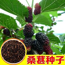 桑树种子桑葚种子春秋 蚕桑桑葚树果桑马桑桑枣树籽桑叶树