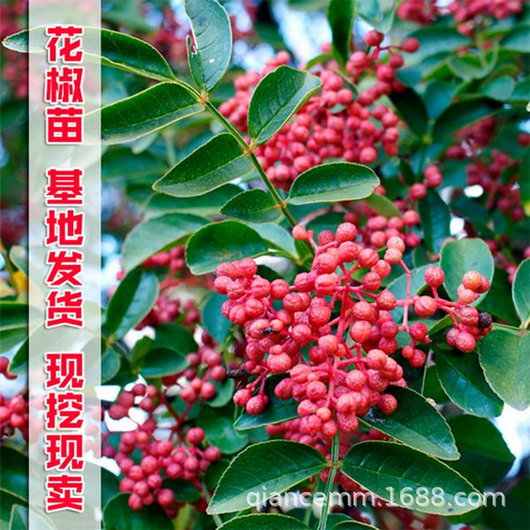 Base Pepper Seedlings Wholesale Dahongpao Pepper Saplings Potted Ground Planting Edible Red Pepper Seedlings Price Green Pepper Base Pepper Seedlings Wholesale Dahongpao Pepper Saplings Potted Ground Planting Edible Red Pepper Seedlings Price Green Pepper