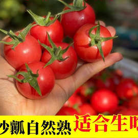 小番茄千禧圣女果直发天然薄皮多汁沙瓤自家种植新鲜营养水果