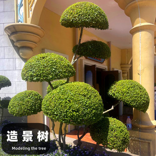 С�~Ůؑ���͘� ͥԺ�e�����;��^ �ļ������辰���Զ��^Ůؑ�Gֲ