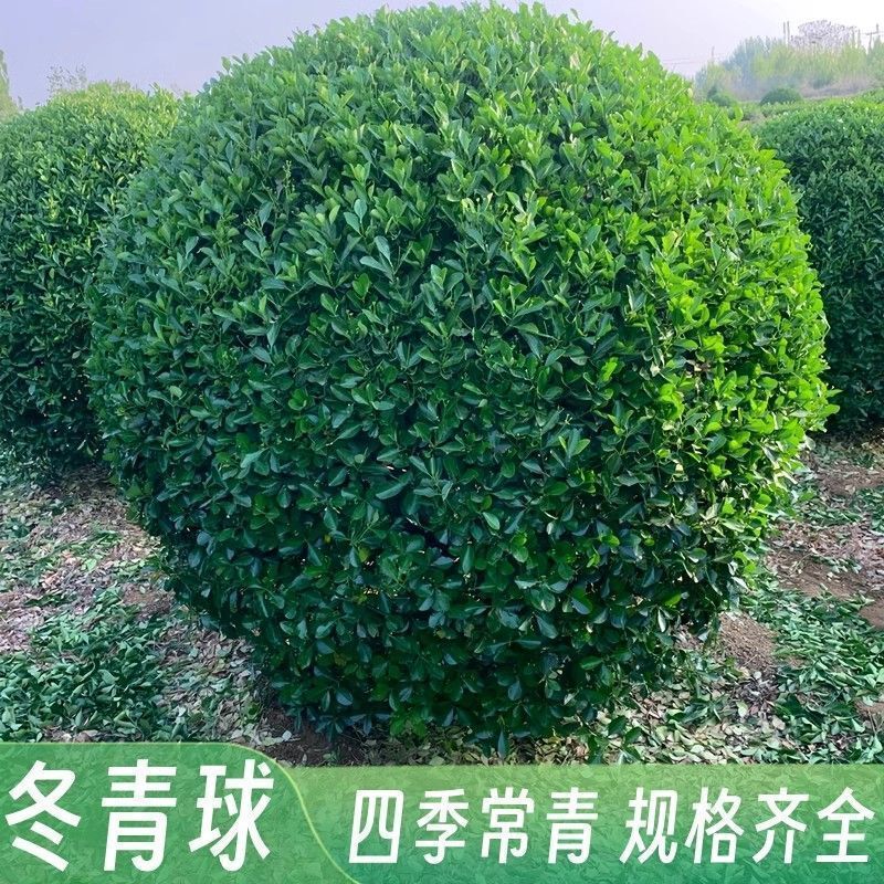 Holly Ball Saplings Planted on the Ground, Cold-Resistant Plants, Large-Leaf Boxwood Ball-Shaped Courtyard House Fence Fence Tree Greening Seedlings Holly Ball Saplings Planted on the Ground, Cold-Resistant Plants, Large-Leaf Boxwood Ball-Shaped Courtyard House Fence Fence Tree Greening Seedlings