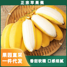广东正宗苹果蕉 新鲜小香蕉香焦小米蕉现摘现发整箱一件代发批发