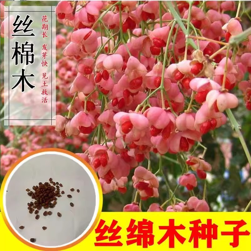 丝绵木种子 北海道冬青 丝棉木树种 丝棉木嫁接桃叶卫矛种子乔木