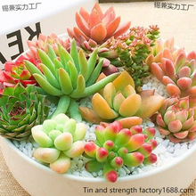多肉植物组合盆栽网红新手套餐水培大颗好养室内肉肉带盆