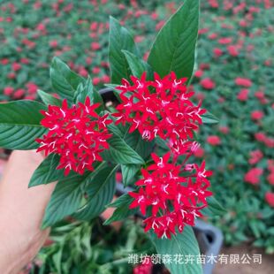 ���ǻ� �������͕���B���@�쾰�����ǻ�����ͥԺ�̨�_��ֲ��