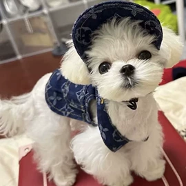 狗狗服装;宠物帽子;宠物围巾