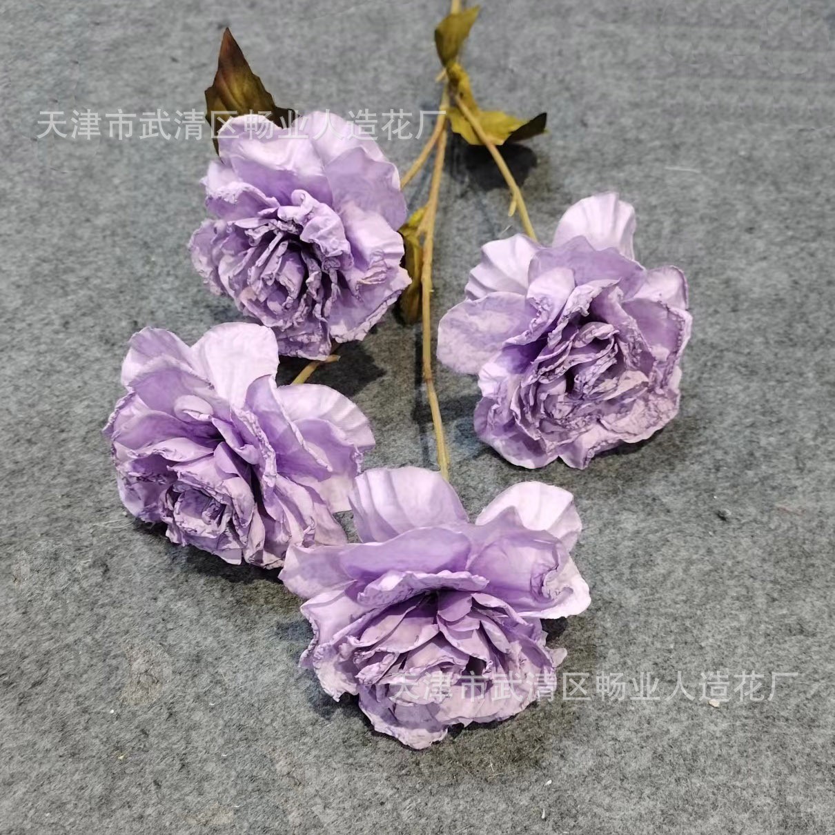 자오 엣지 로즈