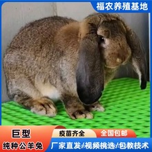 巨型公羊兔养殖基地大量现货批发纯种公羊兔兔苗活体大型肉兔包邮