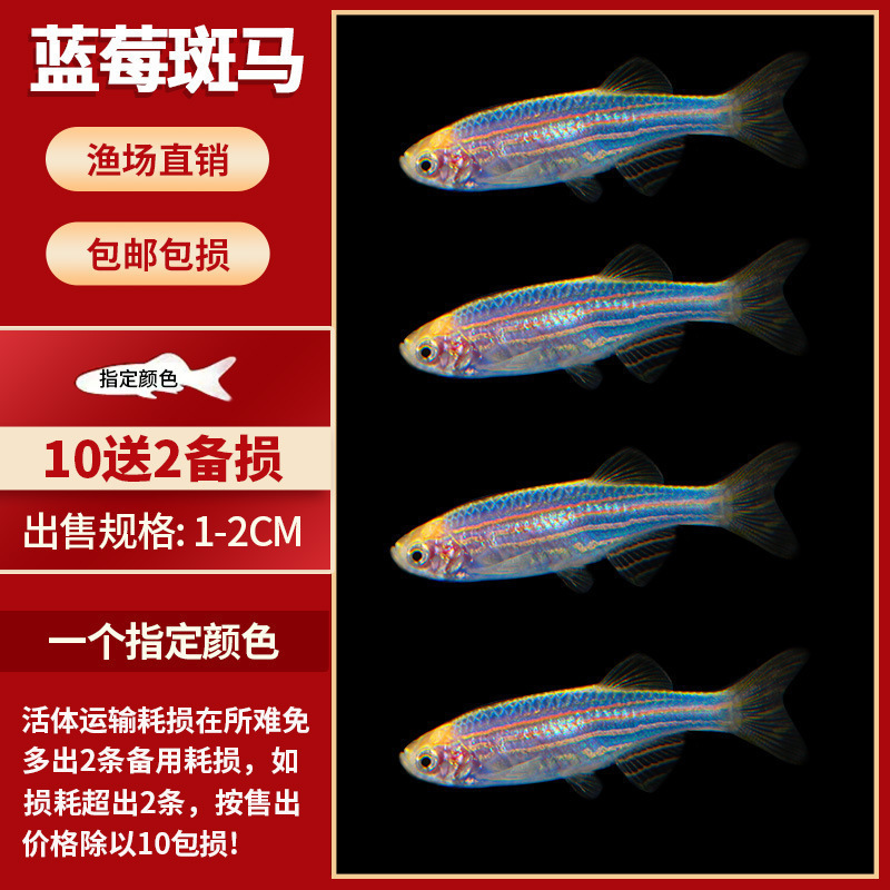 Lamko Fishは稚魚の飼育に適しており、生き残りやすい、淡水観賞魚、小さな孔雀、ゼブラフィッシュ、大型熱帯魚です。|undefined