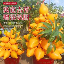 金银茄种子批发易种观赏五指花卉室内外盆栽四季蔬菜种子大全代发