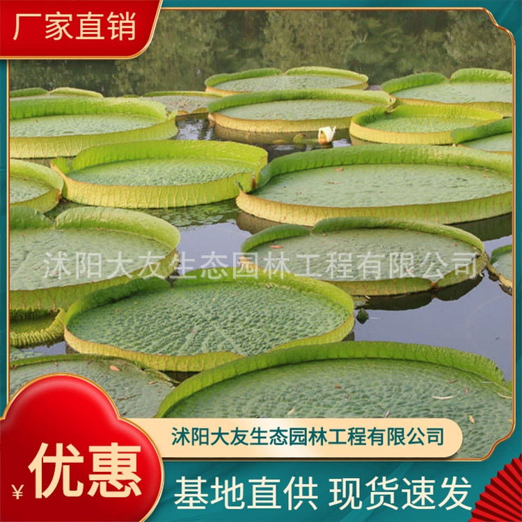 База для рассады напрямую поставляется Круз Ван Лиан Amazon Ван Лиан Озеленение водного тела Ван Лиан