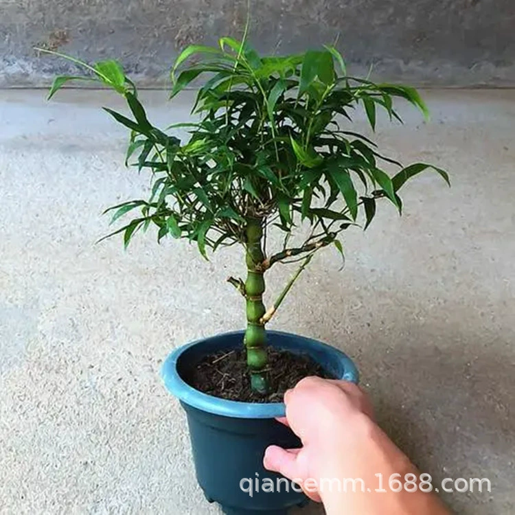 Будда живот бамбук в горшках Будда бамбук Luo Han бамбук маленький карликовый бонсай тыква бамбук балкон в помещении декоративные зеленые саженцы бамбука