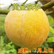 李子树苗嫁接特大早晚熟当年结果黄金奈李子树苗南北方种植果树苗