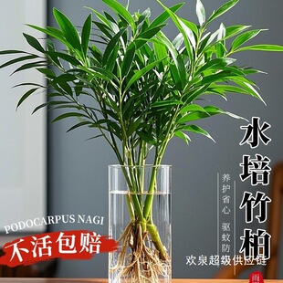 ������ˮ��ֲ�����Ԙ���͏d�Ϙ��k���҃����ӾGֲ����ˮ�B����